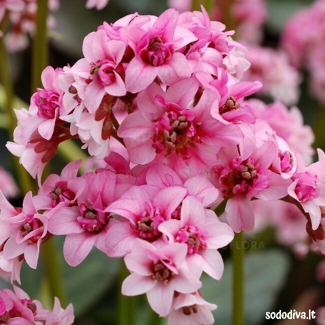 Bergenija DRAGONFLY ‘SAKURA‘
