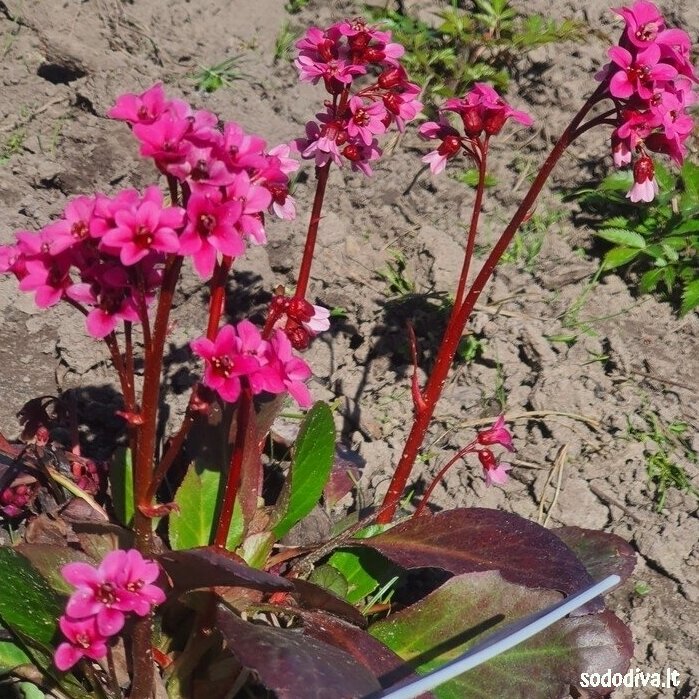 Bergenija DRAGONFLY ‘PINK DRAGONFLY‘ 1 Bergenija DRAGONFLY ‘PINK DRAGONFLY‘ 1