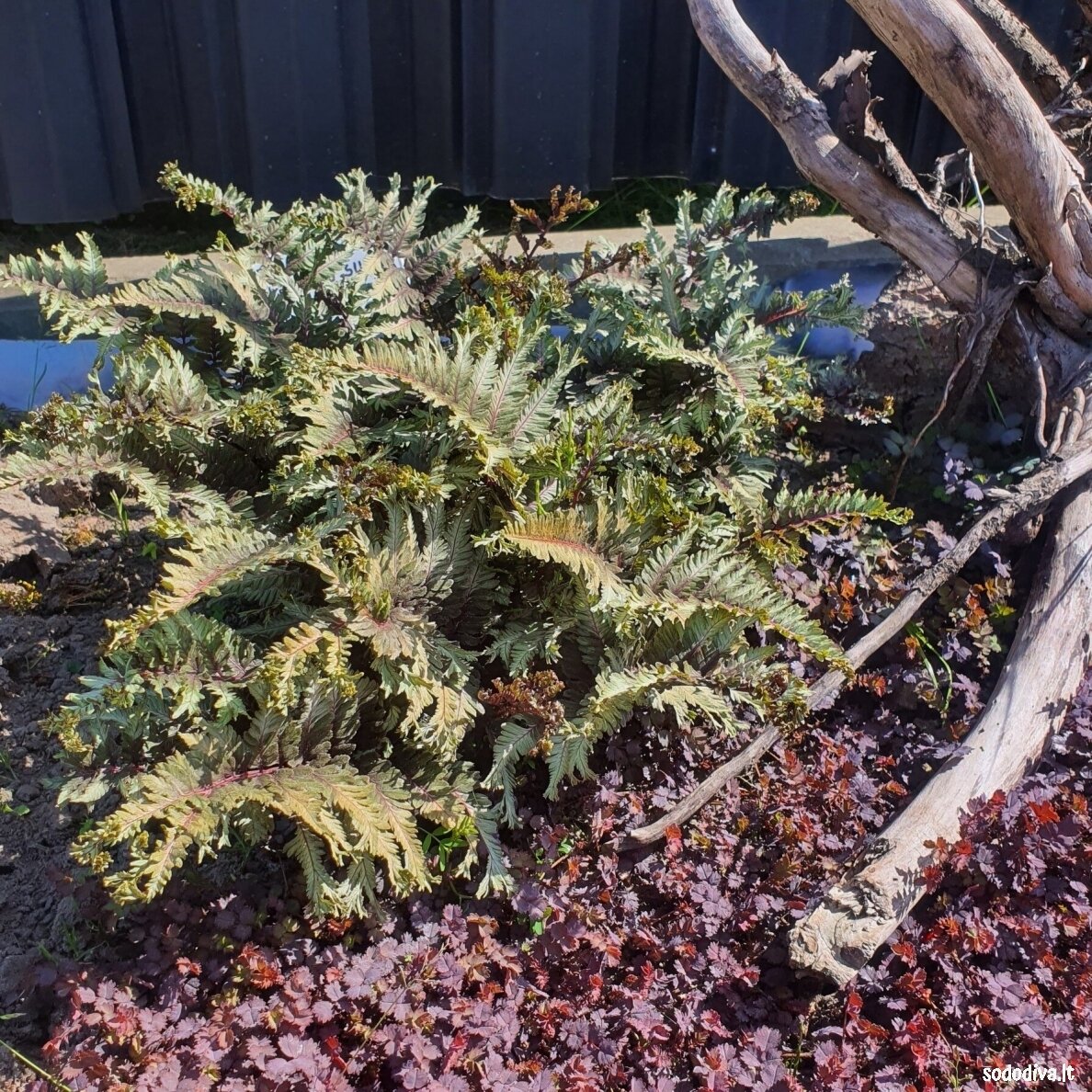 Blužniapapartis japoninis 'CRESTED SURF' Blužniapapartis japoninis 'CRESTED SURF'
