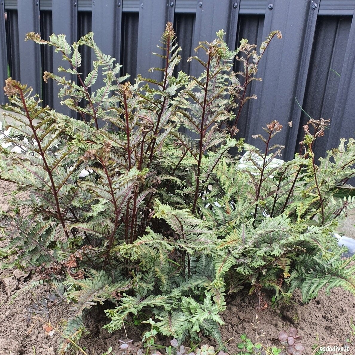 Blužniapapartis japoninis 'CRESTED SURF' 1 Blužniapapartis japoninis 'CRESTED SURF' 1