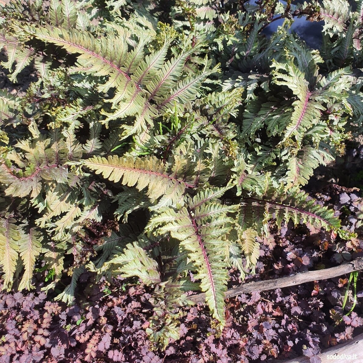 Blužniapapartis japoninis 'CRESTED SURF' 3 Blužniapapartis japoninis 'CRESTED SURF' 3