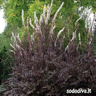 Blakėžudė (juodžolė) ‘PINK SPIKE‘ 1 Blakėžudė (juodžolė) ‘PINK SPIKE‘ 1