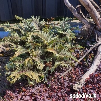 Blužniapapartis japoninis 'CRESTED SURF' Blužniapapartis japoninis 'CRESTED SURF'