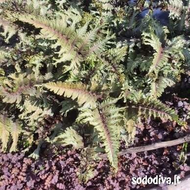 Blužniapapartis japoninis 'CRESTED SURF' 3 Blužniapapartis japoninis 'CRESTED SURF' 3