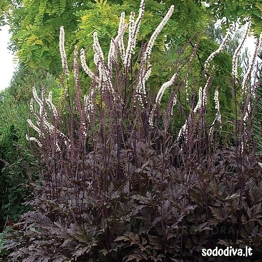 Blakėžudė (juodžolė) ‘PINK SPIKE‘ 1 Blakėžudė (juodžolė) ‘PINK SPIKE‘ 1