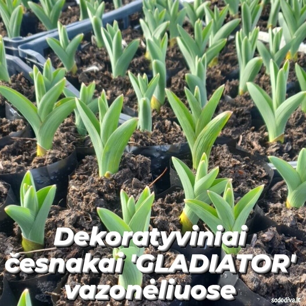 Česnakas dekoratyvinis 'GLADIATOR' (vazonėlyje) 4 Česnakas dekoratyvinis 'GLADIATOR' (vazonėlyje) 4