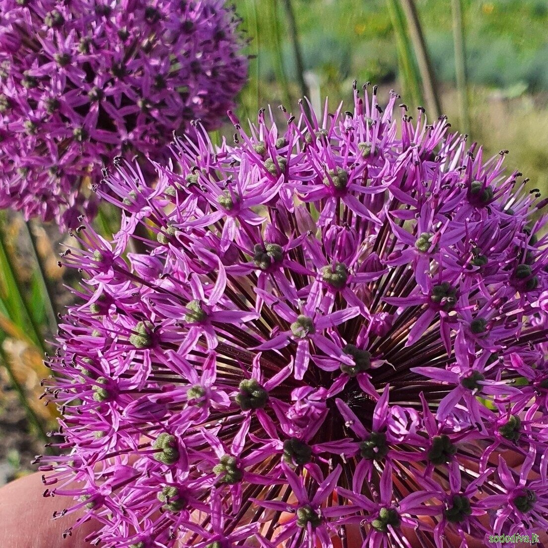 Česnakas dekoratyvinis 'GLADIATOR' (vazonėlyje) Česnakas dekoratyvinis 'GLADIATOR' (vazonėlyje)