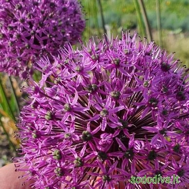 Česnakas dekoratyvinis 'GLADIATOR' (vazonėlyje) Česnakas dekoratyvinis 'GLADIATOR' (vazonėlyje)