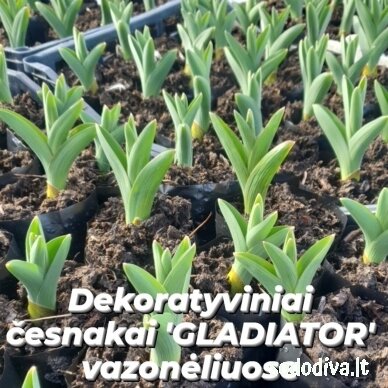 Česnakas dekoratyvinis 'GLADIATOR' (vazonėlyje) 4 Česnakas dekoratyvinis 'GLADIATOR' (vazonėlyje) 4