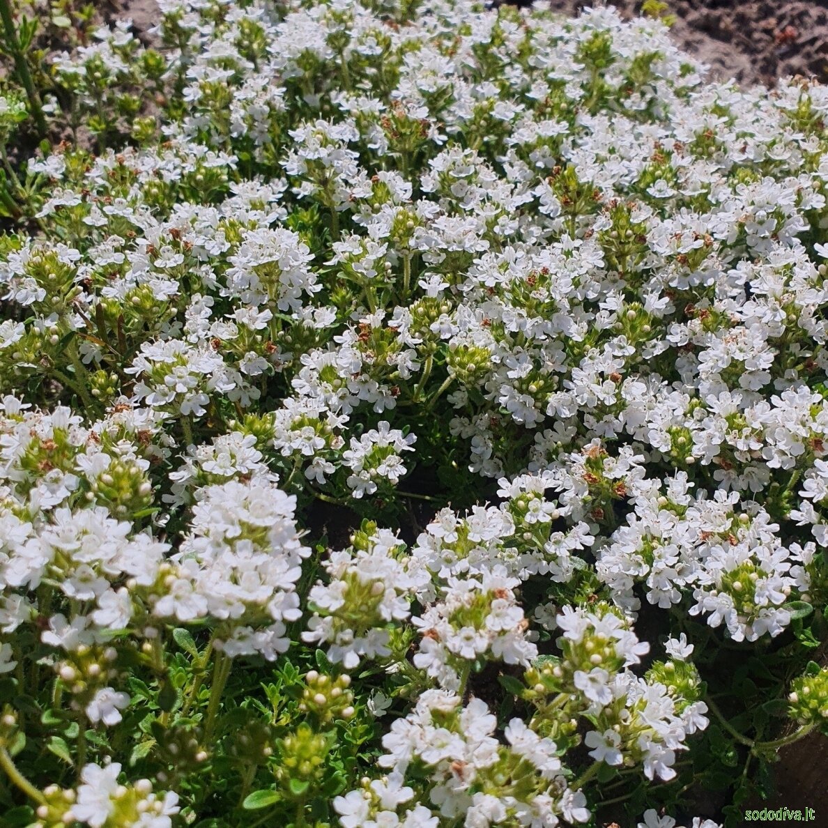 Čiobrelis 'ALBIFLORUS' 4 Čiobrelis 'ALBIFLORUS' 4