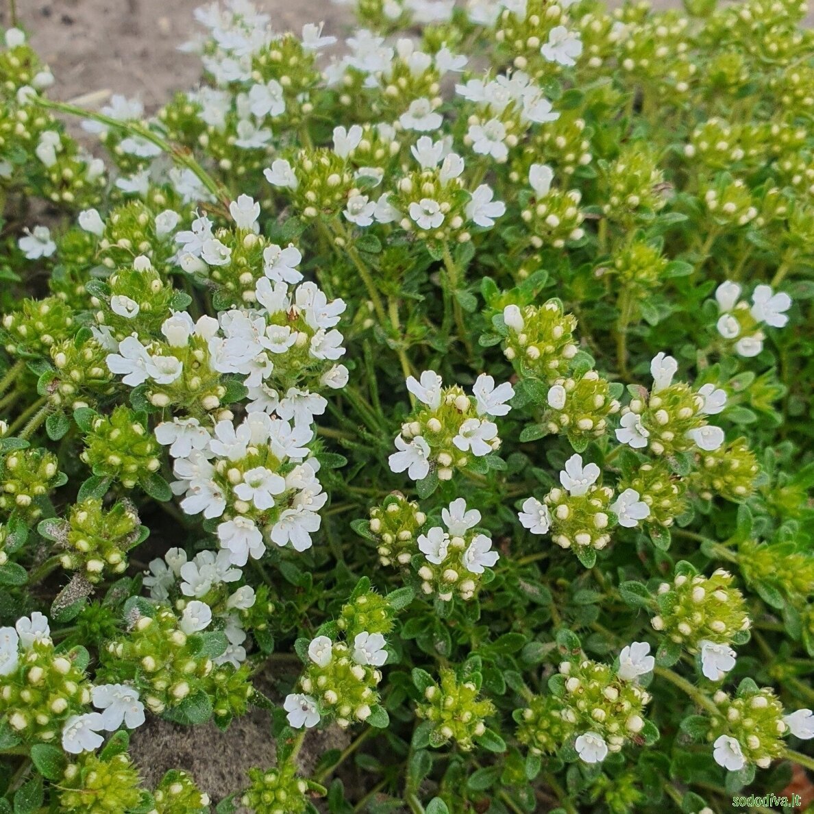 Čiobrelis 'ALBIFLORUS' 2 Čiobrelis 'ALBIFLORUS' 2