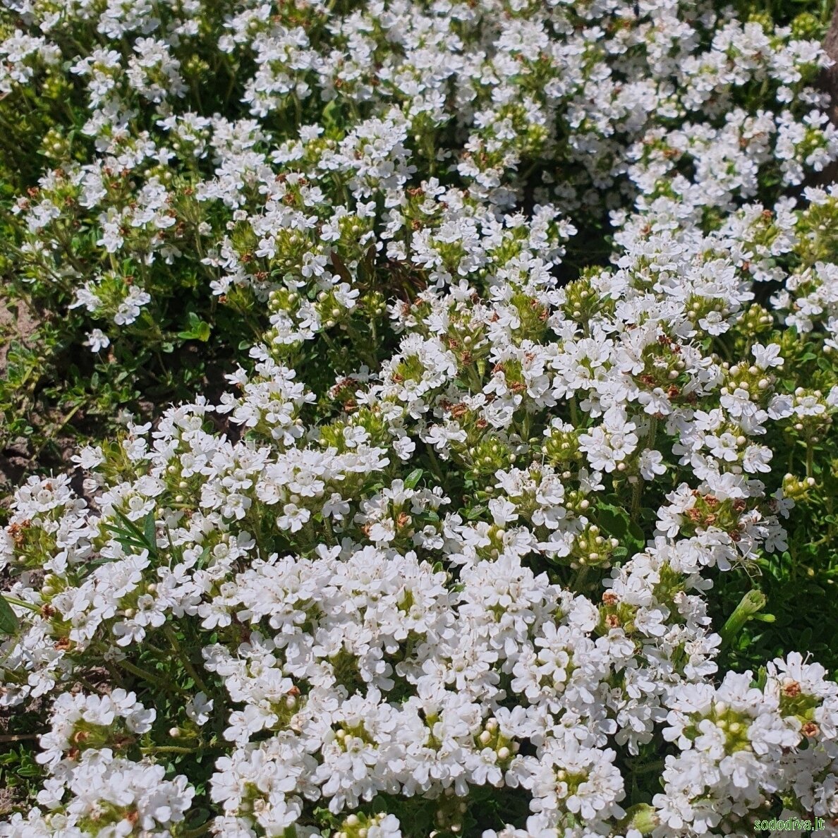 Čiobrelis 'ALBIFLORUS' 3 Čiobrelis 'ALBIFLORUS' 3