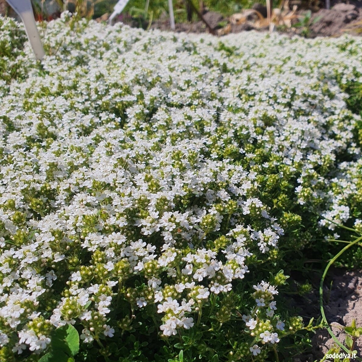 Čiobrelis 'ALBIFLORUS' 1 Čiobrelis 'ALBIFLORUS' 1