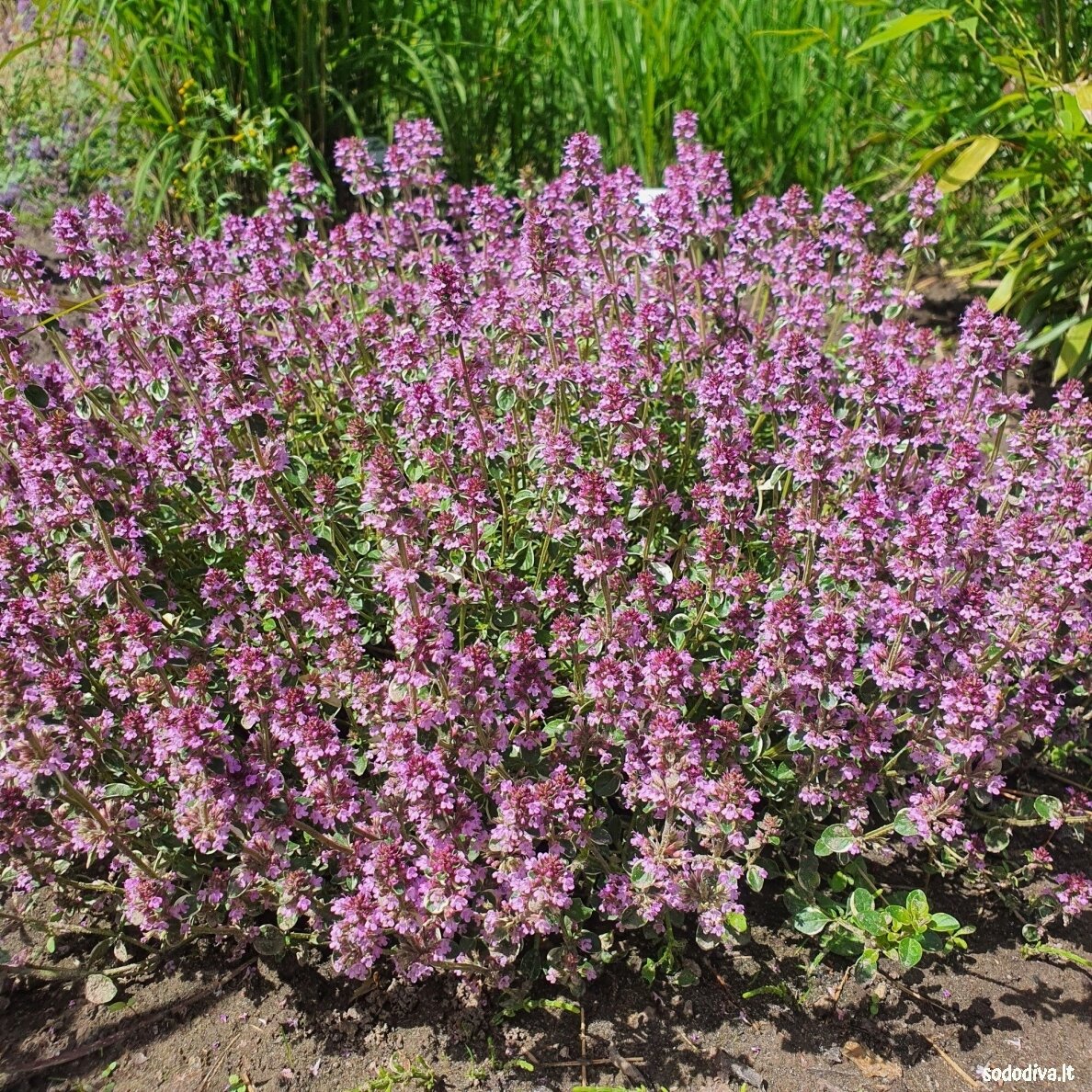 Čiobrelis ‘FOXLEY‘ 2