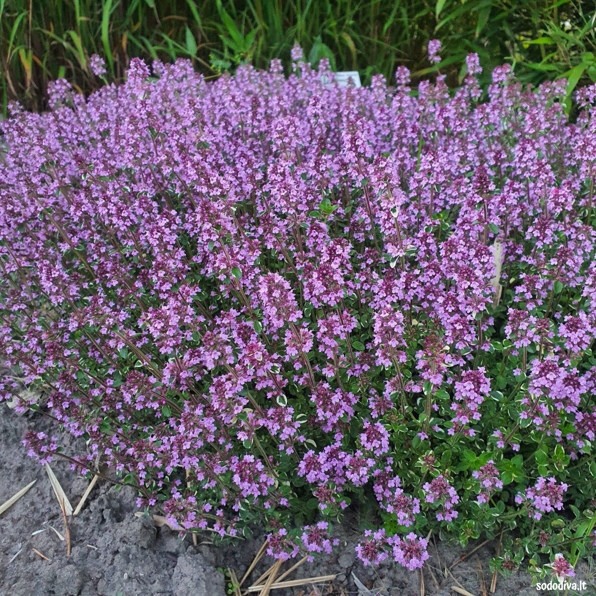 Čiobrelis ‘FOXLEY‘ Čiobrelis ‘FOXLEY‘