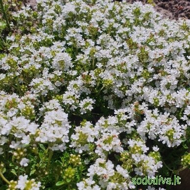 Čiobrelis 'ALBIFLORUS' 4 Čiobrelis 'ALBIFLORUS' 4