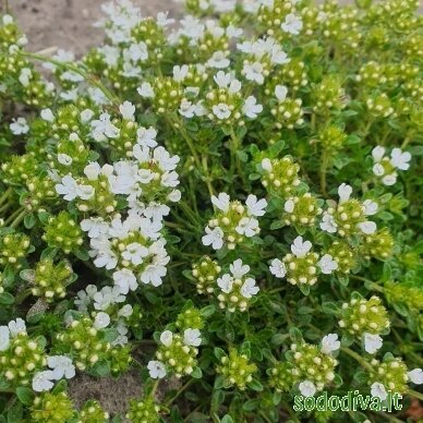 Čiobrelis 'ALBIFLORUS' 2 Čiobrelis 'ALBIFLORUS' 2