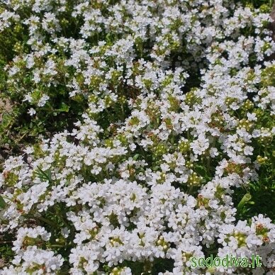Čiobrelis 'ALBIFLORUS' 3 Čiobrelis 'ALBIFLORUS' 3
