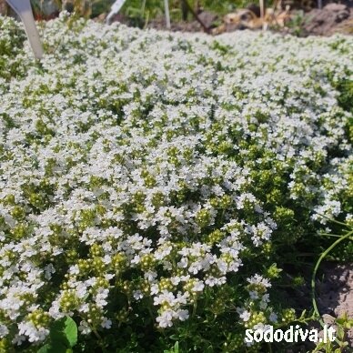 Čiobrelis 'ALBIFLORUS' 1 Čiobrelis 'ALBIFLORUS' 1