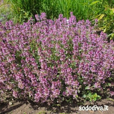 Čiobrelis ‘FOXLEY‘ 2 Čiobrelis ‘FOXLEY‘ 2