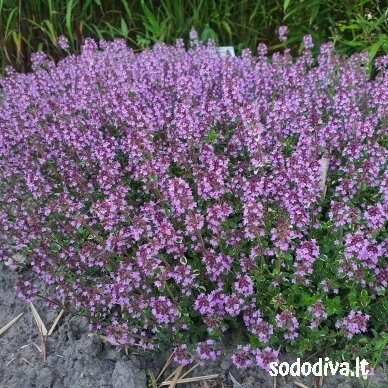 Čiobrelis ‘FOXLEY‘ Čiobrelis ‘FOXLEY‘
