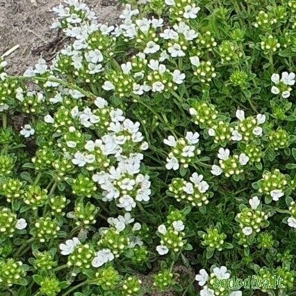 Čiobrelis 'ALBIFLORUS' Čiobrelis 'ALBIFLORUS'