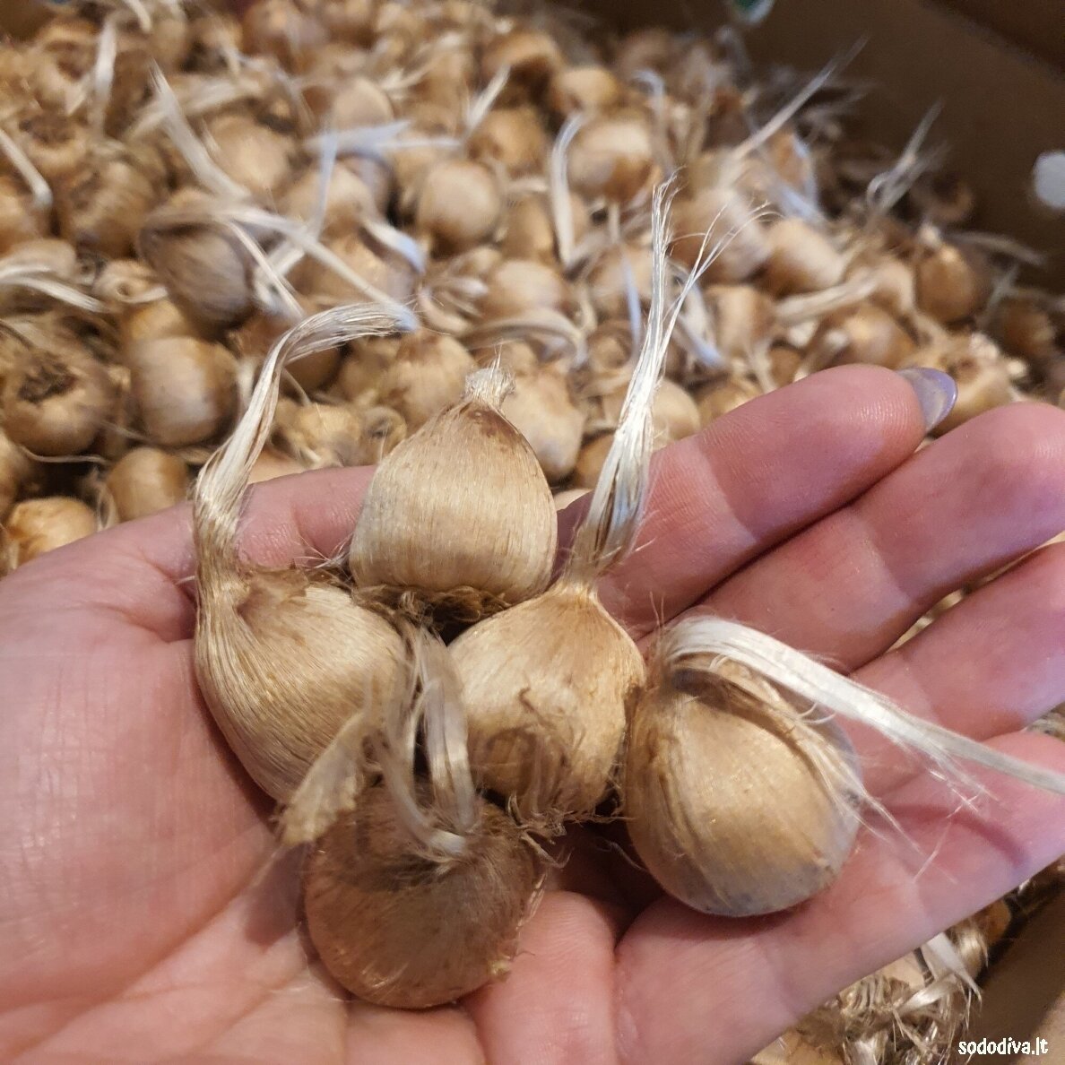 Daržinis krokas (ŠAFRANAS) (100 vnt) 2 Daržinis krokas (ŠAFRANAS) (100 vnt) 2