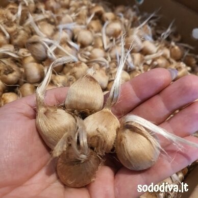 Daržinis krokas (ŠAFRANAS) (100 vnt) 2 Daržinis krokas (ŠAFRANAS) (100 vnt) 2