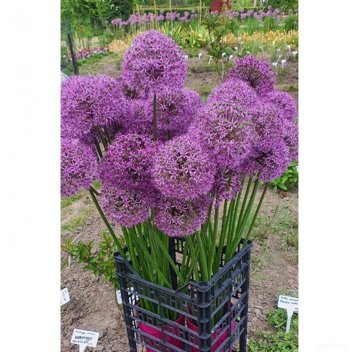Dekoratyvinis česnakas 'GLADIATOR' 20/22 (1 vnt) 12 Dekoratyvinis česnakas 'GLADIATOR' 20/22 (1 vnt) 12