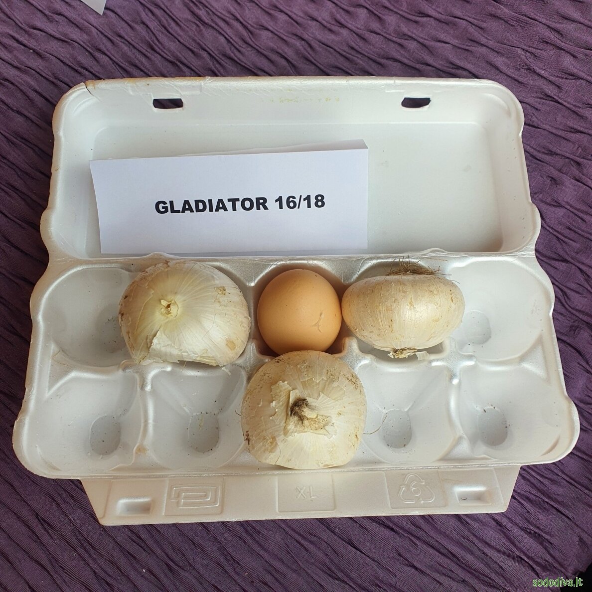 Dekoratyvinis česnakas 'GLADIATOR' 20/22 (1 vnt) 8 Dekoratyvinis česnakas 'GLADIATOR' 20/22 (1 vnt) 8