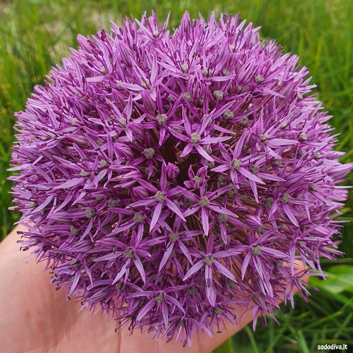 Dekoratyvinis česnakas 'PINBALL WIZARD' 18/20 (1 vnt) 1 Dekoratyvinis česnakas 'PINBALL WIZARD' 18/20 (1 vnt) 1