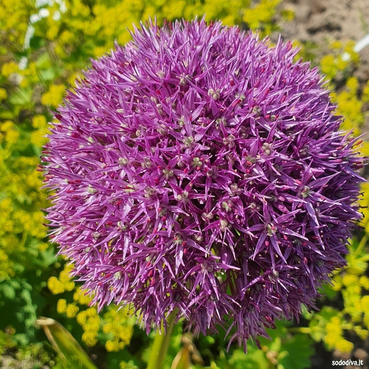 Dekoratyvinis česnakas 'PINBALL WIZARD' 18/20 (1 vnt) Dekoratyvinis česnakas 'PINBALL WIZARD' 18/20 (1 vnt)