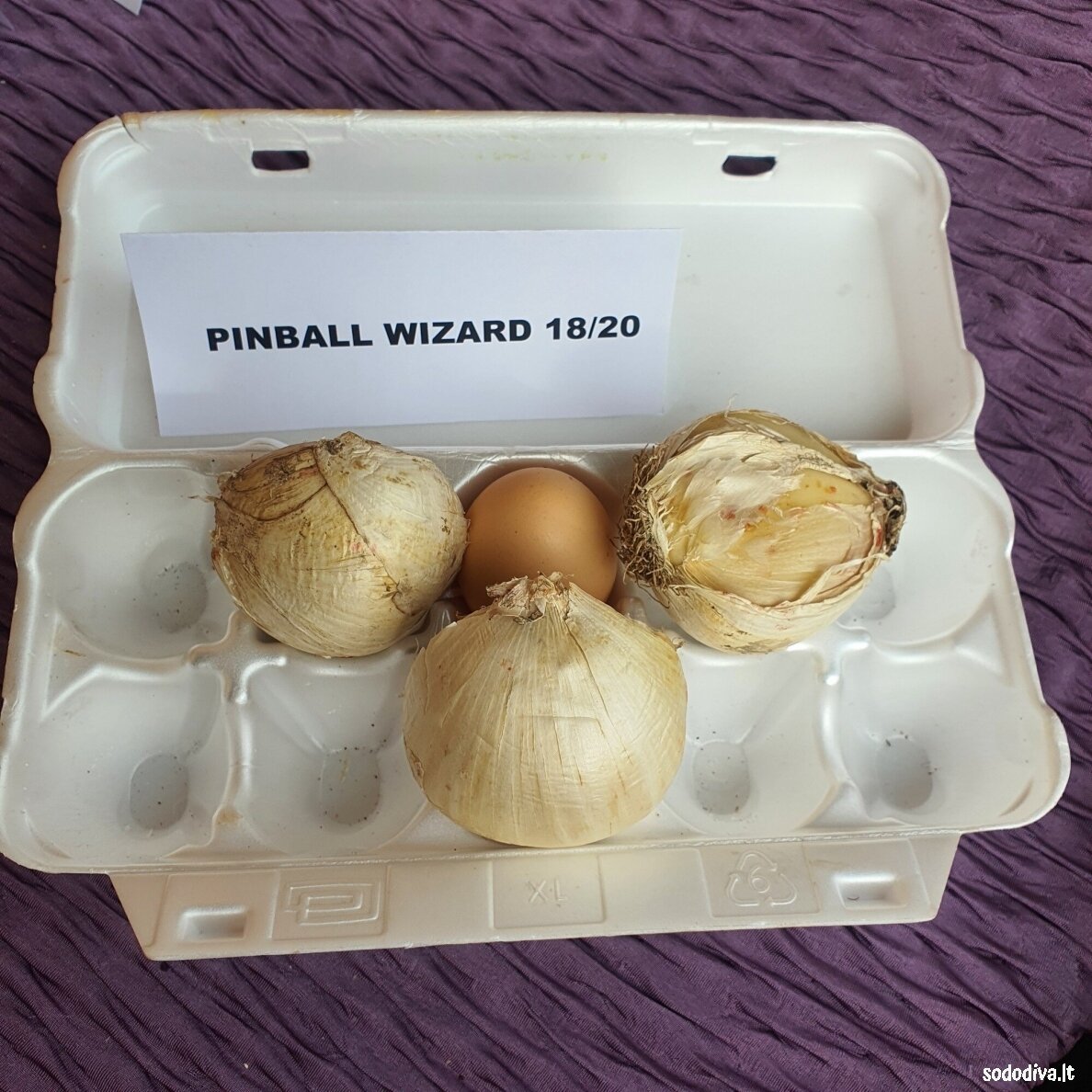 Dekoratyvinis česnakas 'PINBALL WIZARD' 18/20 (1 vnt) 6 Dekoratyvinis česnakas 'PINBALL WIZARD' 18/20 (1 vnt) 6