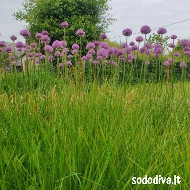 Dekoratyvinis česnakas 'GLADIATOR' 20/22 (1 vnt) 10 Dekoratyvinis česnakas 'GLADIATOR' 20/22 (1 vnt) 10