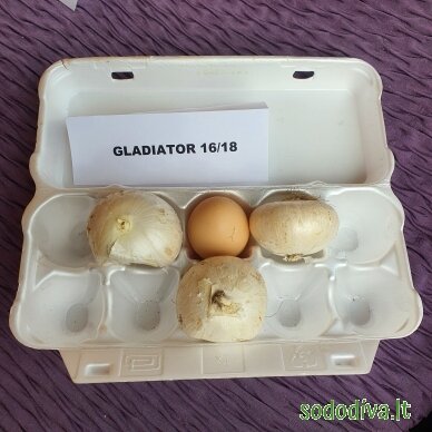 Dekoratyvinis česnakas 'GLADIATOR' 20/22 (1 vnt) 8 Dekoratyvinis česnakas 'GLADIATOR' 20/22 (1 vnt) 8