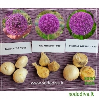 Dekoratyvinis česnakas 'GLADIATOR' 20/22 (1 vnt) 9 Dekoratyvinis česnakas 'GLADIATOR' 20/22 (1 vnt) 9