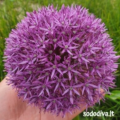 Dekoratyvinis česnakas 'PINBALL WIZARD' 18/20 (1 vnt) 1 Dekoratyvinis česnakas 'PINBALL WIZARD' 18/20 (1 vnt) 1