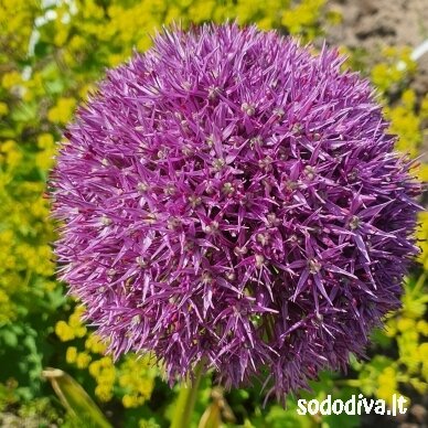 Dekoratyvinis česnakas 'PINBALL WIZARD' 18/20 (1 vnt) Dekoratyvinis česnakas 'PINBALL WIZARD' 18/20 (1 vnt)