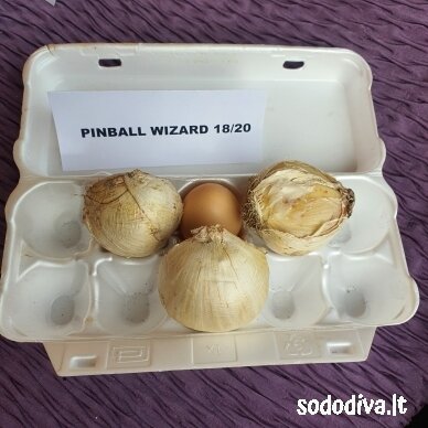 Dekoratyvinis česnakas 'PINBALL WIZARD' 18/20 (1 vnt) 6 Dekoratyvinis česnakas 'PINBALL WIZARD' 18/20 (1 vnt) 6