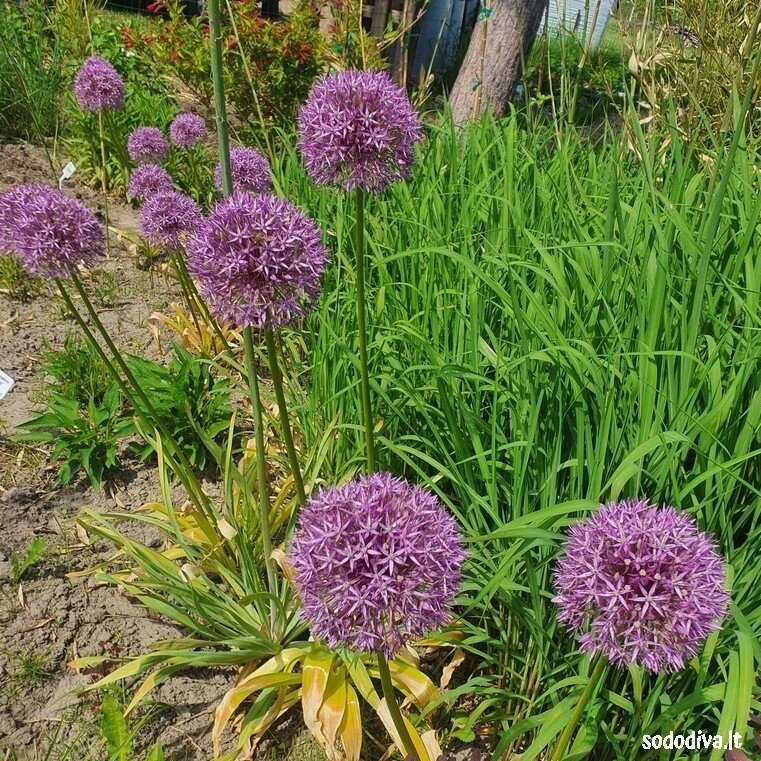 Dekoratyvinis česnakas 'PINBALL WIZARD' 18/20 (1 vnt) 5 Dekoratyvinis česnakas 'PINBALL WIZARD' 18/20 (1 vnt) 5