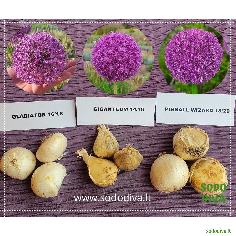 Dekoratyvinis česnakas 'GLADIATOR' 20/22 (1 vnt) 9 Dekoratyvinis česnakas 'GLADIATOR' 20/22 (1 vnt) 9