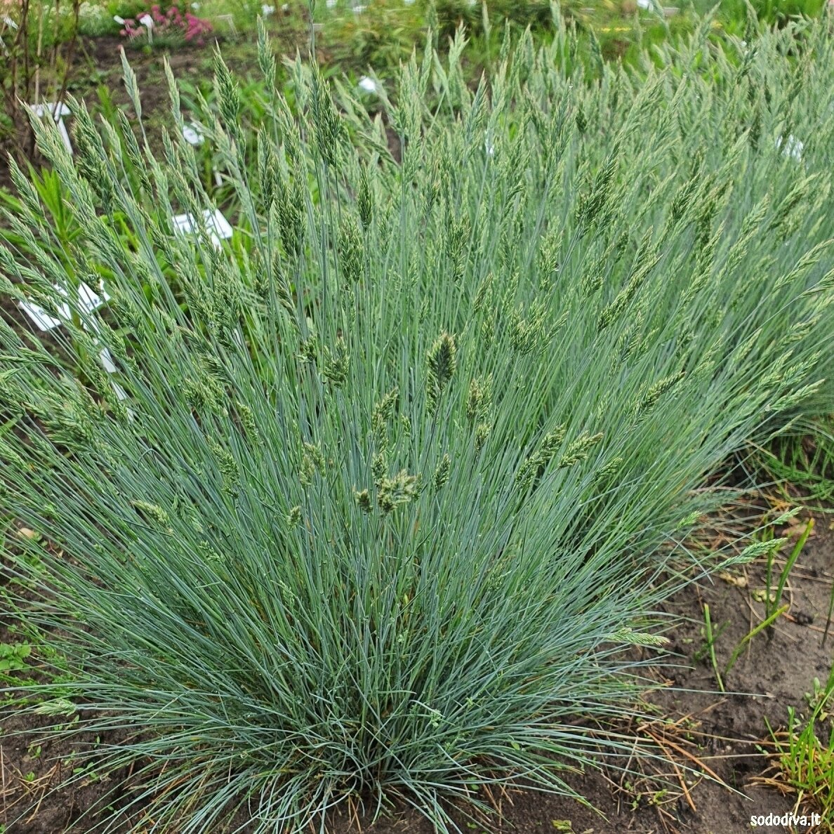 Eraičinas melsvasis Eraičinas melsvasis
