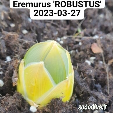 Eremūras 'ROBUSTUS' 5