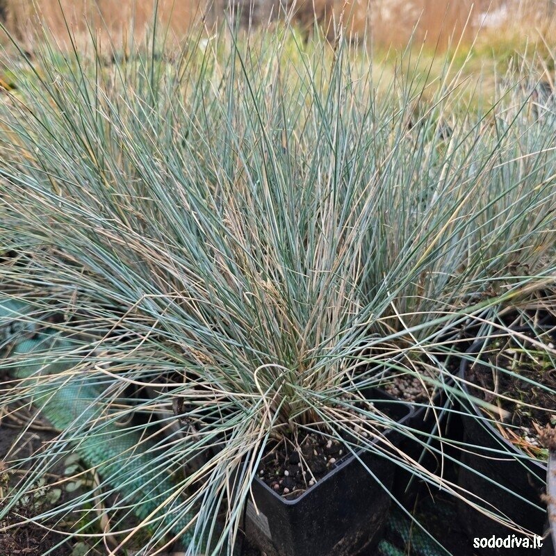 Eraičinas  ‘ELIJAH BLUE‘