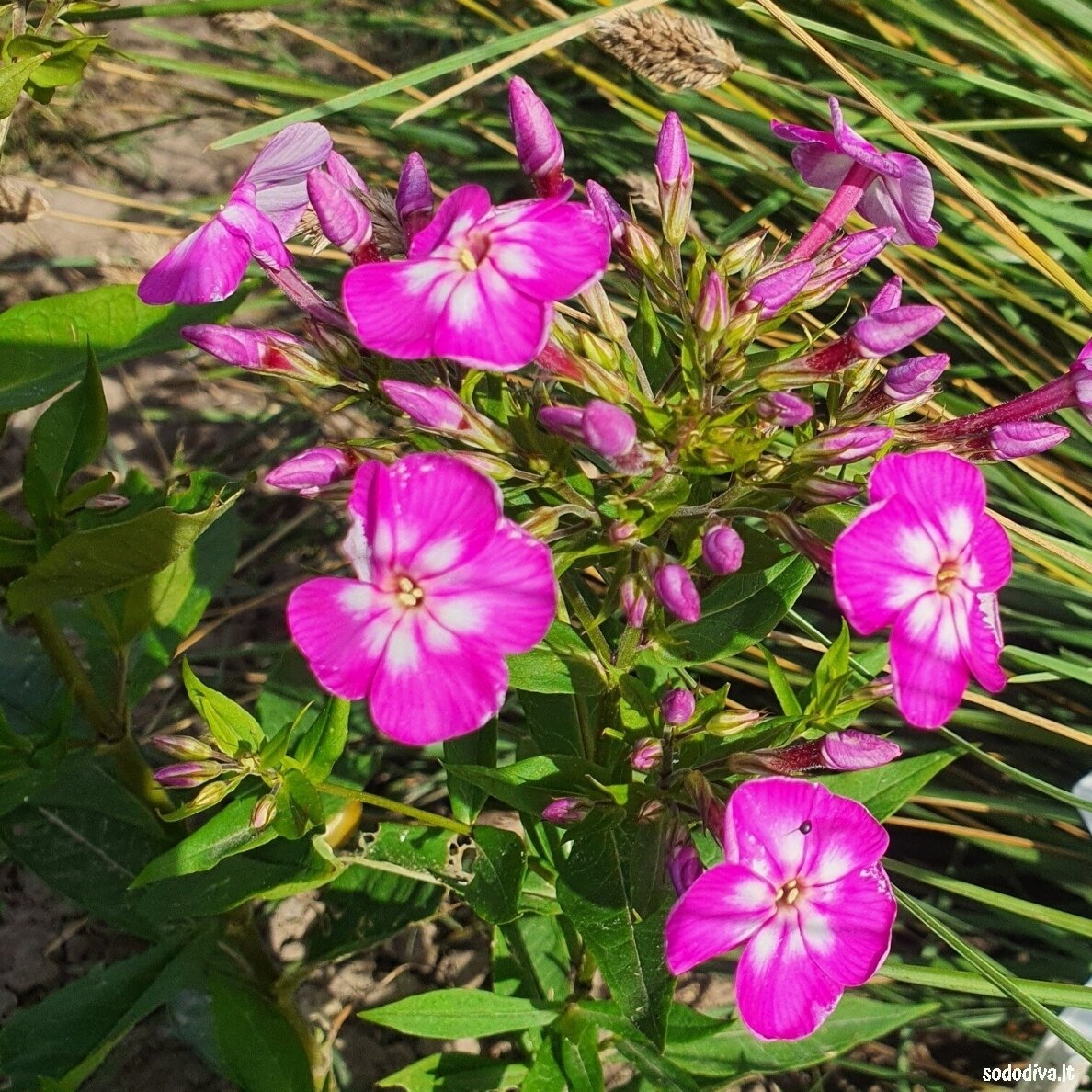 Flioksas šluotelinis ‘VIOLET CHARM‘ 1