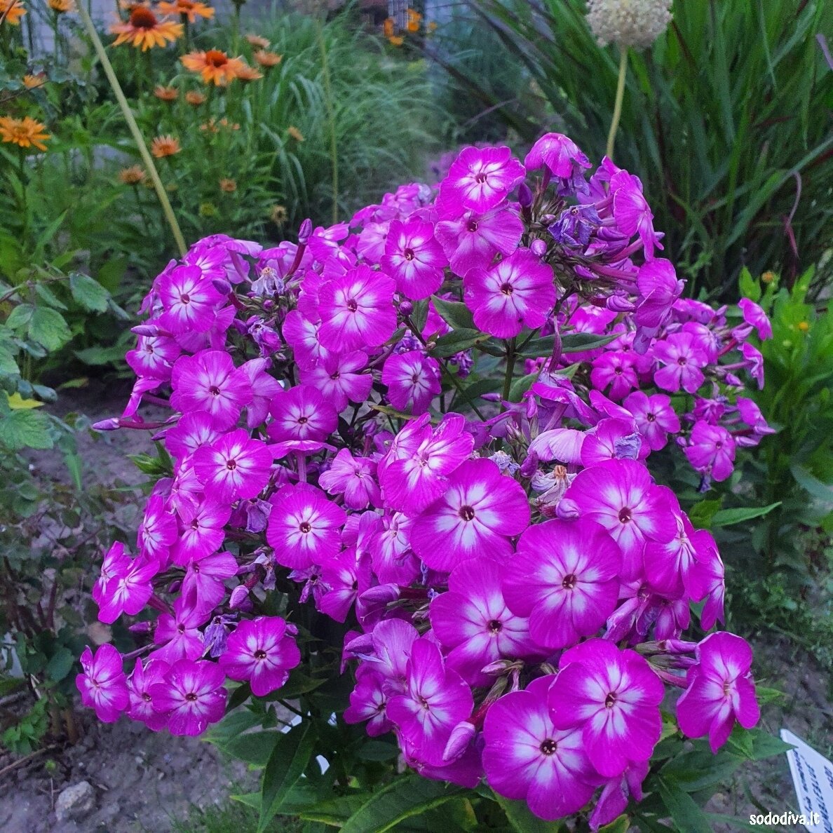 Flioksas šluotelinis ‘VIOLET CHARM‘