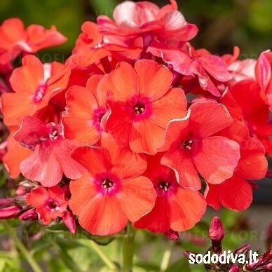 Flioksas šluotelinis 'ORANGE PERFECTION' Flioksas šluotelinis 'ORANGE PERFECTION'