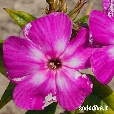 Flioksas šluotelinis ‘VIOLET CHARM‘ 2