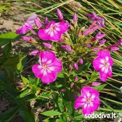 Flioksas šluotelinis ‘VIOLET CHARM‘ 1