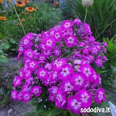Flioksas šluotelinis ‘VIOLET CHARM‘